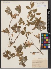 Salix bebbiana Sarg.